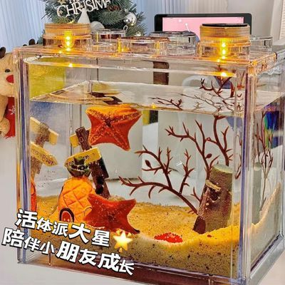 海星活宠海星饲养套装海星饲养套餐桌面观赏派大星专用缸儿童礼物