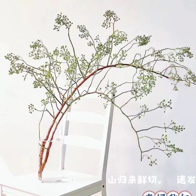 山归来插花客厅绿植鲜切花盆景寓意硕果累累,量大联系客服