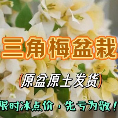 三角梅品种四季开勤花老桩勤花卉绿植飘枝原盆栽批发阳台庭院爬藤