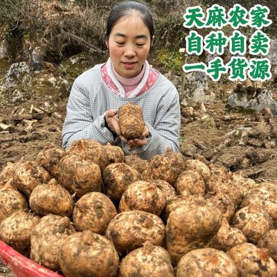 云南昭通小草坝新鲜天麻现挖正品仿野生纯天然乌天麻煲汤