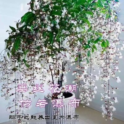 【买一发五】垂丝茉莉花苗四季开花室内阳台盆栽浓香垂枝爆花神器