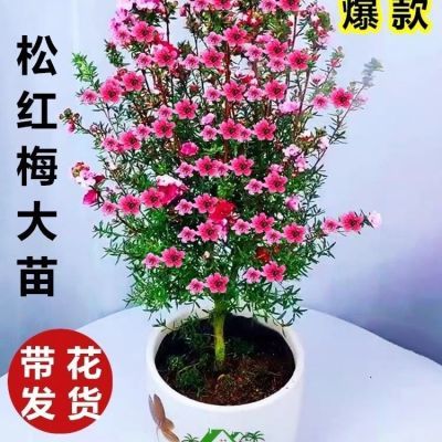 【没有套路】澳洲进口盆栽松红梅一树多色带花苞阳台室内庭院地栽