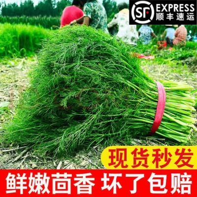 【顺丰包邮】山东现割茴香菜新鲜小茴香菜时令绿色农家自种不带根