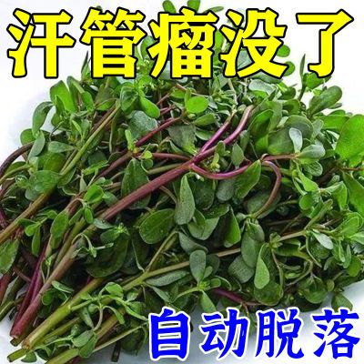 汗管瘤专用液【自动脱落】眼部脂肪粒眼周小颗粒眼睑黄瘤汗管瘤