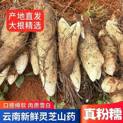 云南省文山灵芝山药正宗新鲜山药现挖粉糯非铁棍淮山秤砣山药批发