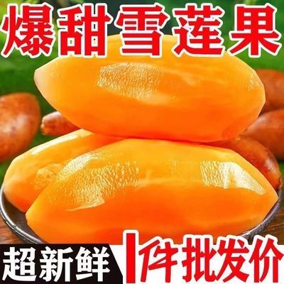 正宗云南天山雪莲果脆甜红黄心大果特大新鲜现货新鲜水果10斤批