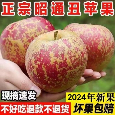 2024年正宗昭通丑苹果1-10斤当季新鲜水果云南红富士脆甜整箱批发