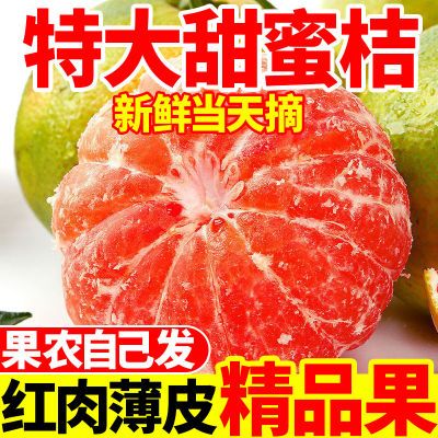 【正宗】高山蜜桔现摘当季新鲜橘子批发薄皮无籽应季青皮蜜桔橘子