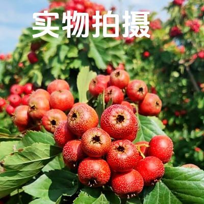 山楂新鲜山楂当季头茬采摘自然种植果园直发现摘现发糖葫芦果批发