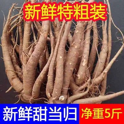 云南新鲜甜当归西归芹整根正品散装独角归煲汤食材蔬菜无硫药材