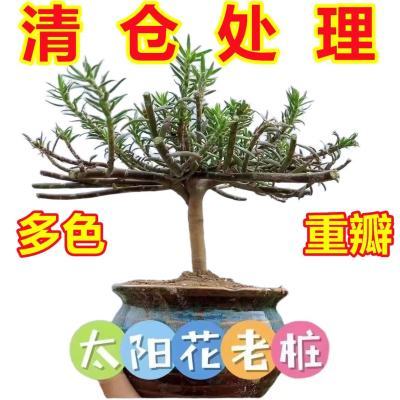 【多色重瓣】太阳花浓香超老桩耐高温植物室内外庭院多季开花光照