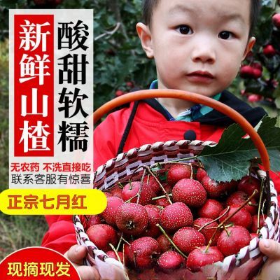 山楂新鲜现摘现发冰糖葫芦原材料大果一整箱批发价产地直发山里红