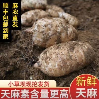 云南昭通小草坝非野生天麻乌天麻现挖带泥发货正品云南天麻正宗