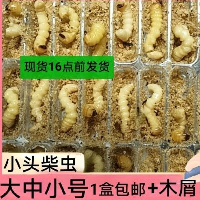 现砍新鲜虫 小头柴虫 贵州松树天牛幼虫画眉比赛鸟食状膘活虫50只