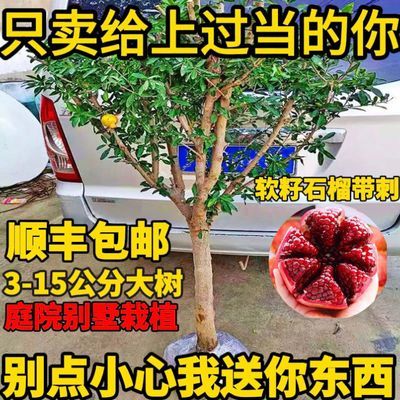 特大突尼斯软籽石榴树苗庭院南北方种植室内果树苗石榴树大苗食用