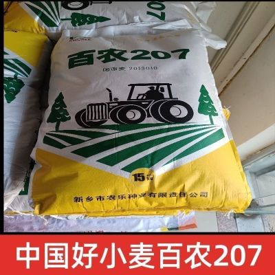 原装新品正宗高产百农207小麦种子耐高温抗冻抗病矮杆抗倒超矮