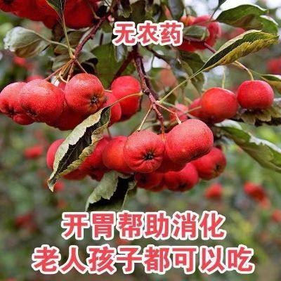 山楂果新鲜现摘现发葫芦山楂批发山里红自然种植果园直发酸甜开胃