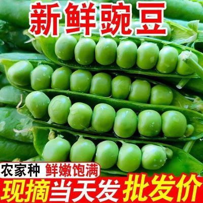 云南新鲜带壳豌豆青豌豆角当季蔬菜露天甜豌豆便宜家庭装整箱