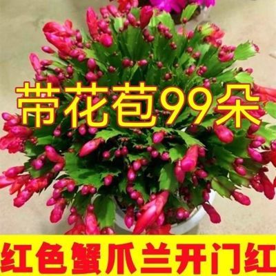 【15日开花】蟹爪兰多色老桩盆栽四季家养花卉桌面阳台庭院绿植