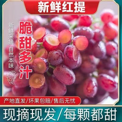 云南宾川无籽红提子新鲜孕妇水果当季现摘克伦生脆甜葡萄整箱批发