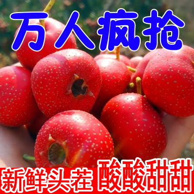 山楂果新鲜采摘糖葫芦专用原材料现摘现发产地直发农民自种山楂果