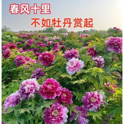 热销正品洛阳牡丹花苗带花苞盆栽植物阳台室内外室外重瓣大花卉