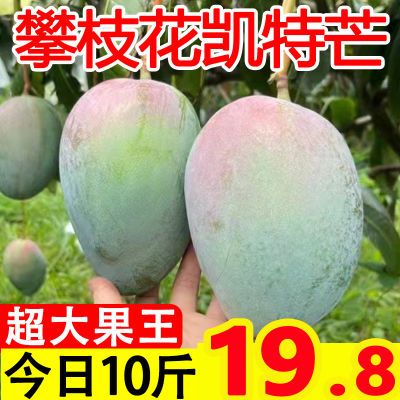 正宗四川攀枝花凯特芒果树熟新鲜芒果特大果超大果应季水果1/10斤