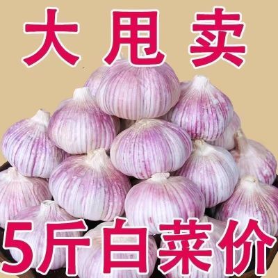 【限时超低价】山东大蒜新干蒜头批发清仓商用实惠紫皮个大实惠