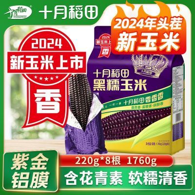 [24年新品]十月稻田东北紫金铝膜黑糯玉米220g*8支粒大饱满真空装