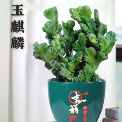 多肉植物玉麒麟盆栽仙人掌彩麒麟盆栽室内客厅吸甲醛花卉春风绿植