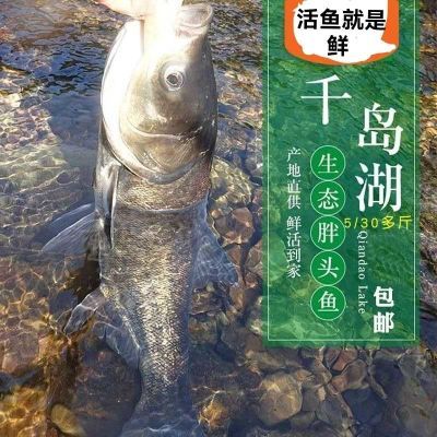 正宗千岛湖生态有机活鱼大头鱼鲢鱼鳙鱼包头鱼胖头鱼整条鲜活包邮