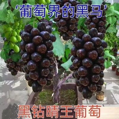 爬藤王巨型葡萄树无核超甜大果正品树苗盆栽地栽庭院阳台耐寒包活