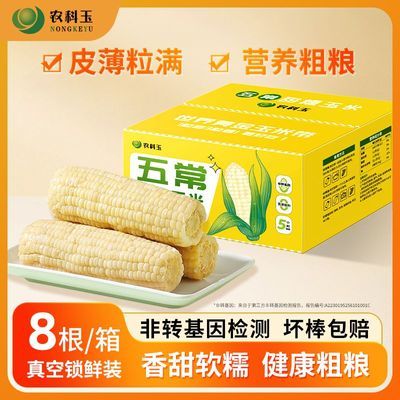 农科玉260g大棒白甜糯玉米真空包装轻食代餐香甜软糯东北糯玉米棒