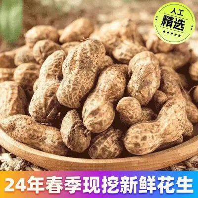 2024新鲜花生现挖现发农家自种当季带泥壳粉皮带壳红皮鲜花生