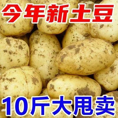 陕西小土豆现挖陕北新鲜黄心土豆10斤当季蔬菜整箱迷你马铃薯洋