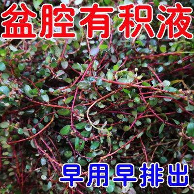 【正品】盆腔有积液小腹坠痛分泌物增多月经不调白带异常发黄L