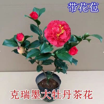 克瑞墨正宗直发大牡丹茶花带花苞浓香型阳台庭院花内外耐寒室内