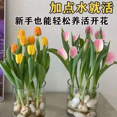 【特价】水培郁金四季香开花盆栽花卉植物客厅绿植花卉大全好养活