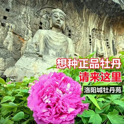 正品洛阳牡丹花树苗北方耐寒盆栽植物高贵大花王庭院新款阳台花朵