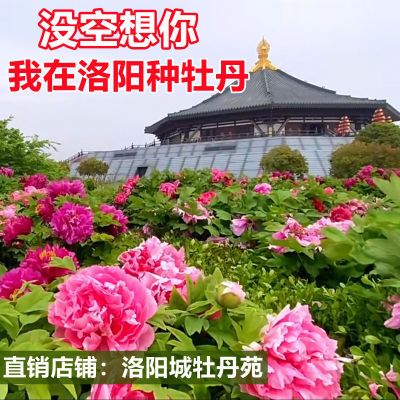 热销洛阳牡丹花树苗高贵带芽苞盆栽植物家庭招财室内外重瓣大花卉