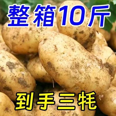 【特价】定西黄皮土豆10斤批发新鲜蔬菜3斤现挖洋芋芋头马铃薯