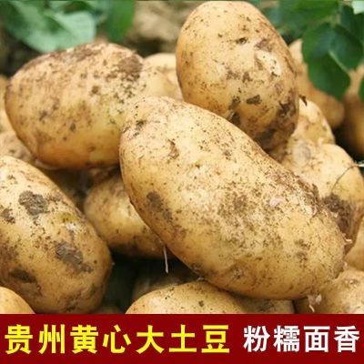 2024年新高山黄心土豆贵州本地洋芋威宁洋芋农家种植现挖马铃薯