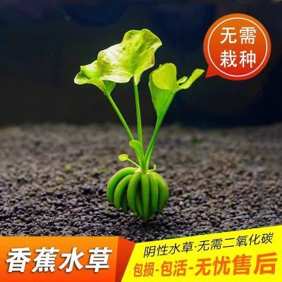 懒人水草香蕉草净化植物造景水草中叶鱼缸前景无需种植水培增氧