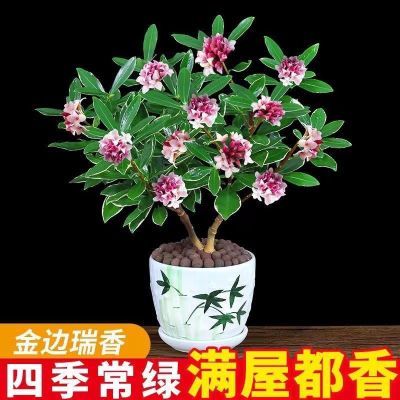 金边瑞香盆栽耐寒浓香型室内观花花苞四季客厅开花盆景植物花卉