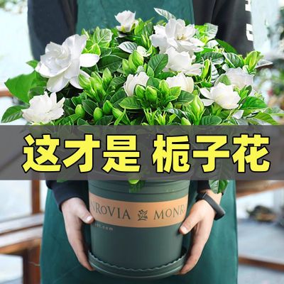 栀子花盆栽带花苞花卉老桩浓香型绿植物办公室客厅好养活四季开花