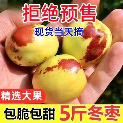 【果园直发】山西大荔冬枣脆甜好吃新鲜水果冬枣大枣鲜枣子包邮