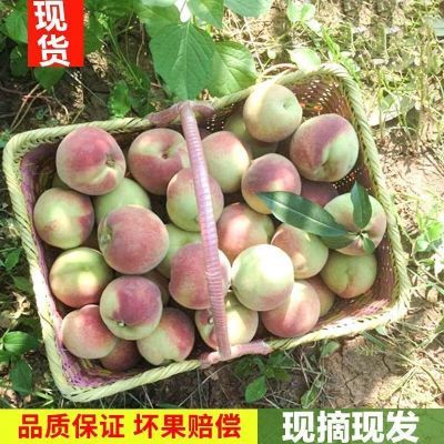 青州蜜桃清仓青皮大果新鲜小个当季桃子正宗冬桃国庆桃脆桃硬桃