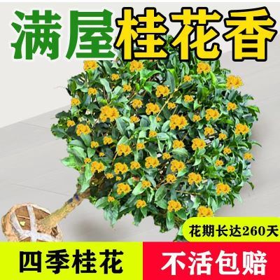 【可食用】正宗四季桂花盆栽月月桂花树浓香型绿植室内四季好养