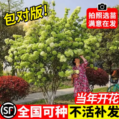 中华木绣球斗球大型灌木花卉盆栽母本苗琼花树苗乔木