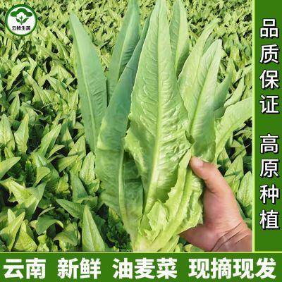 云南新鲜油麦菜凤尾菜沙拉菜四季火锅烤肉蔬菜甜脆生菜绿叶菜